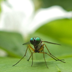 Mouche verte - Green fly - グリーンフライ